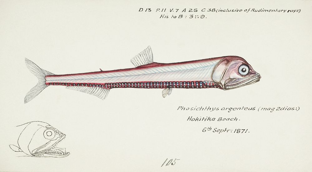 Antique fish Photichthys argenteus (NZ) : Lighthouse fish drawn by Fe. Clarke (1849-1899). Original from Museum of New…