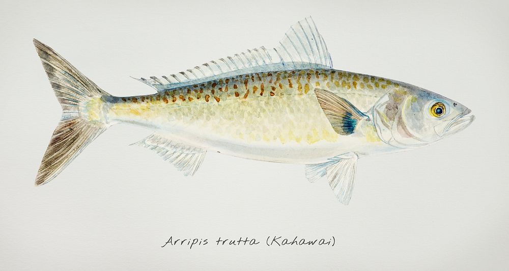 Drawing of antique fish Arripis trutta (NZ) : Kahawai drawn by Fe. Clarke (1849-1899)