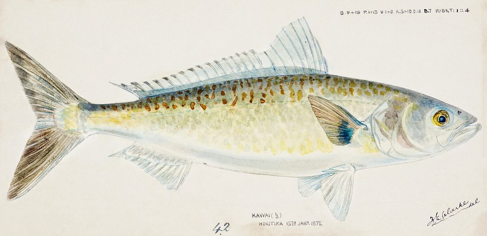 Antique fish Arripis trutta (NZ) : Kahawai drawn by Fe. Clarke (1849-1899). Original from Museum of New Zealand. Digitally…