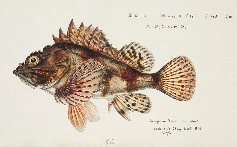 Antique Red Scorpion fish drawn by Fe. Clarke (1849-1899). Original from Museum of New Zealand. Digitally enhanced by…