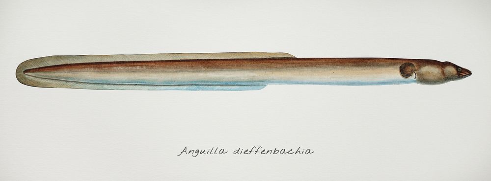 Antique drawing watercolor fish Anguilla Dieffenbachii marine life
