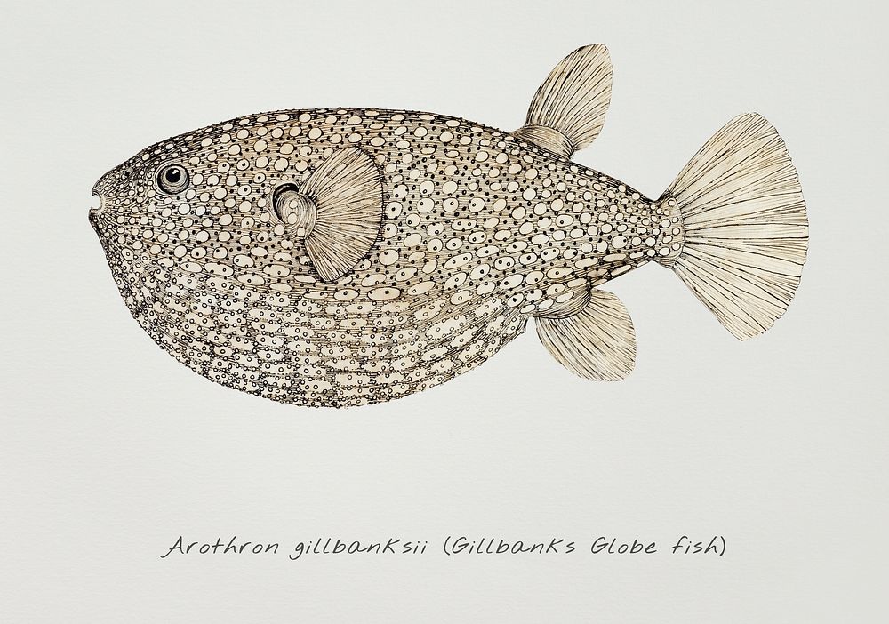 Antique drawing watercolor Gillbanks Globe fish marine life
