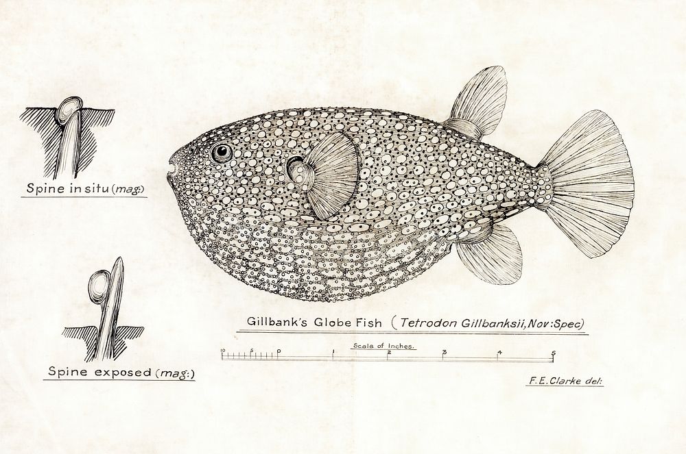 Antique Gillbanks Globe fish drawn by Fe. Clarke (1849-1899). Original from Museum of New Zealand. Digitally enhanced by…