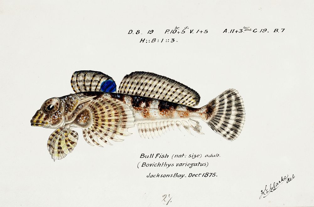 Antique Thornfish drawn by Fe. Clarke (1849-1899). Original from Museum of New Zealand. Digitally enhanced by rawpixel.