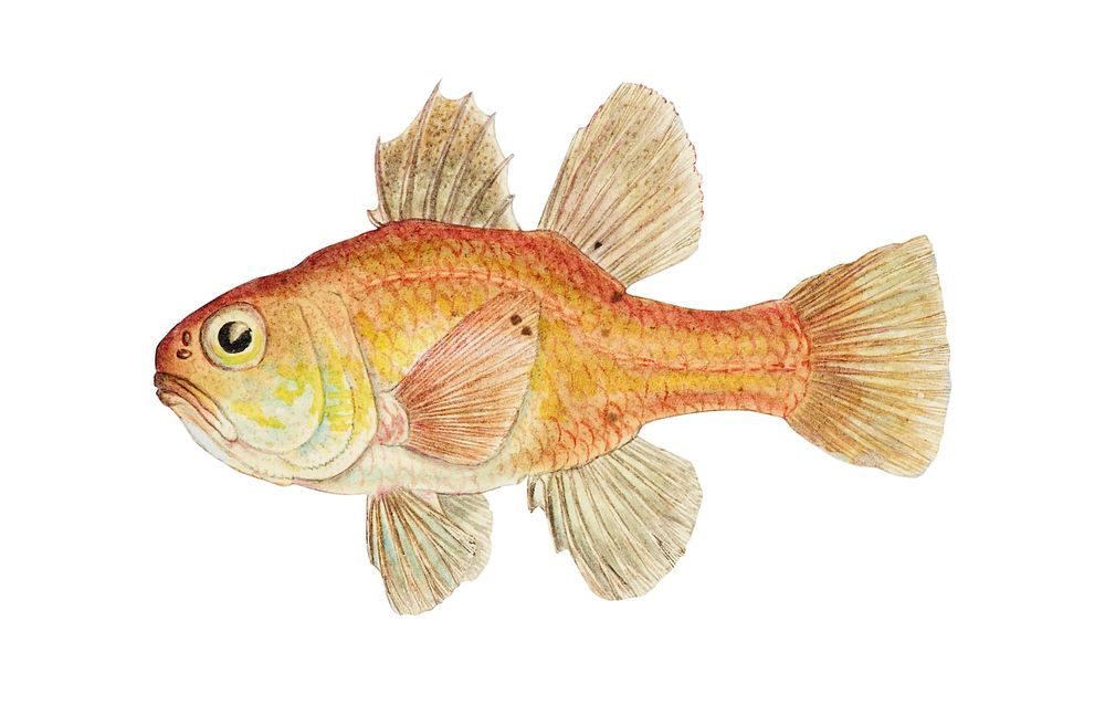 Antique fish vincentia conspera southern cardinalfish illustration drawing