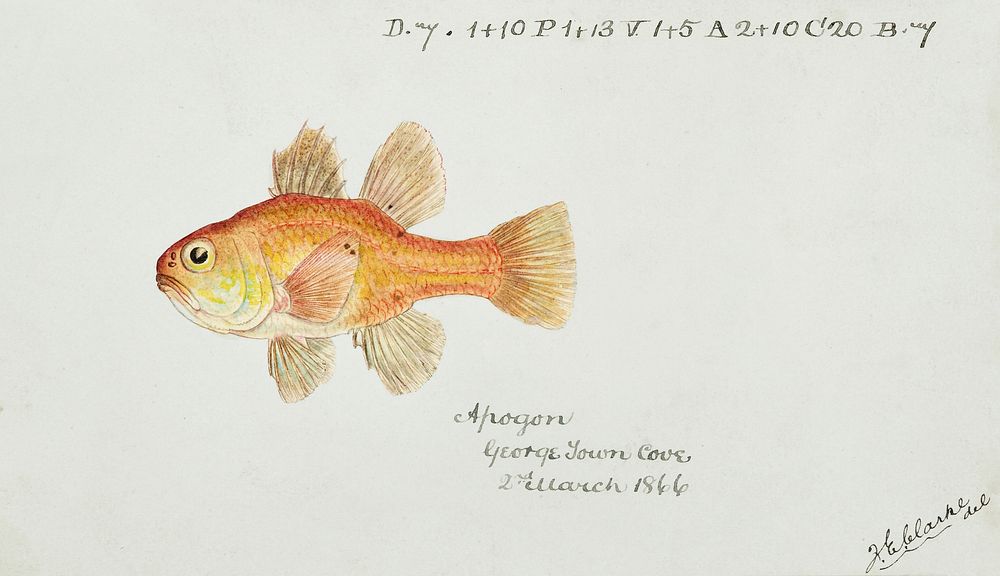 Antique fish vincentia conspera southern cardinalfish drawn by Fe. Clarke (1849-1899). Original from Museum of New Zealand.…