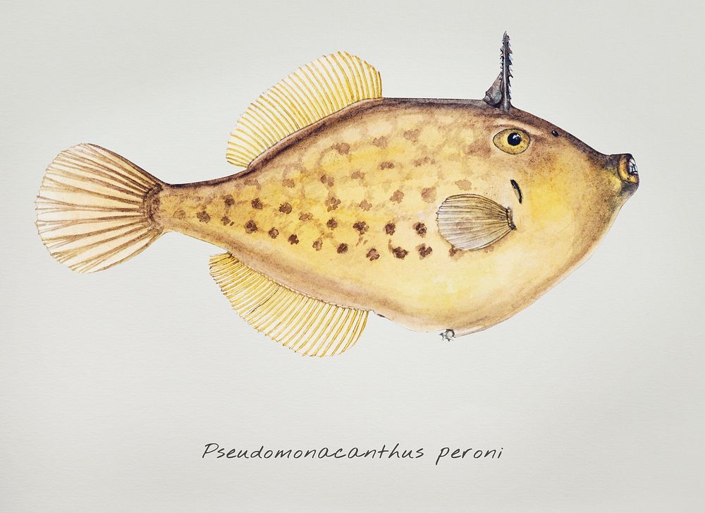 Antique fish Pseudomonacanthus peroni drawn by Fe. Clarke (1849-1899)