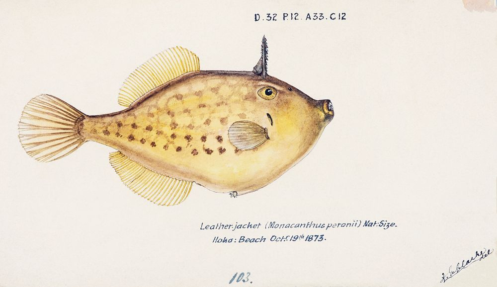 Antique fish Pseudomonacanthus peroni drawn by Fe. Clarke (1849-1899). Original from Museum of New Zealand. Digitally…