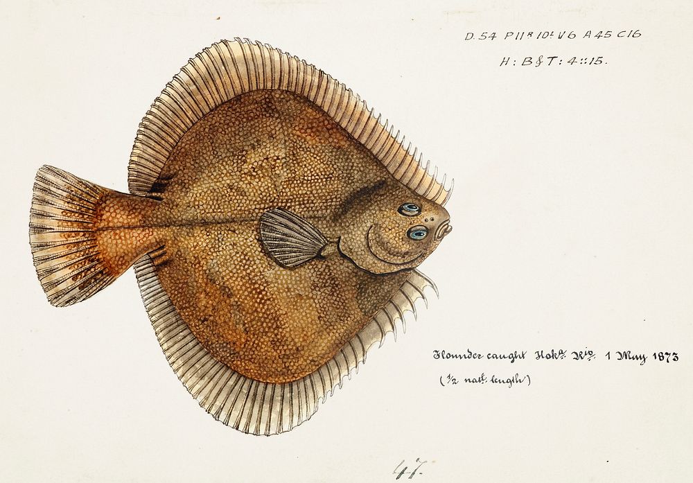 Antique fish Rhombosolea plebeia (NZ) : Sand flounder drawn by Fe. Clarke (1849-1899). Original from Museum of New Zealand.…