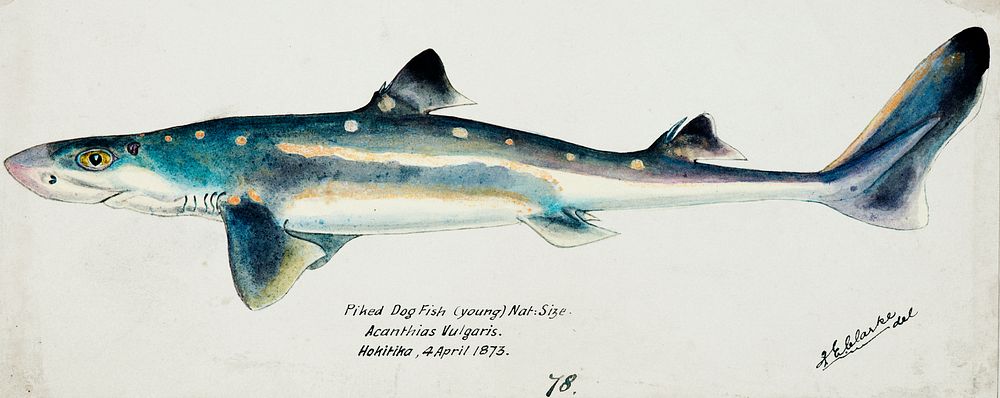 Antique fish Squalus acanthias (NZ) : Spotted spiny dogfish drawn by Fe. Clarke (1849-1899). Original from Museum of New…