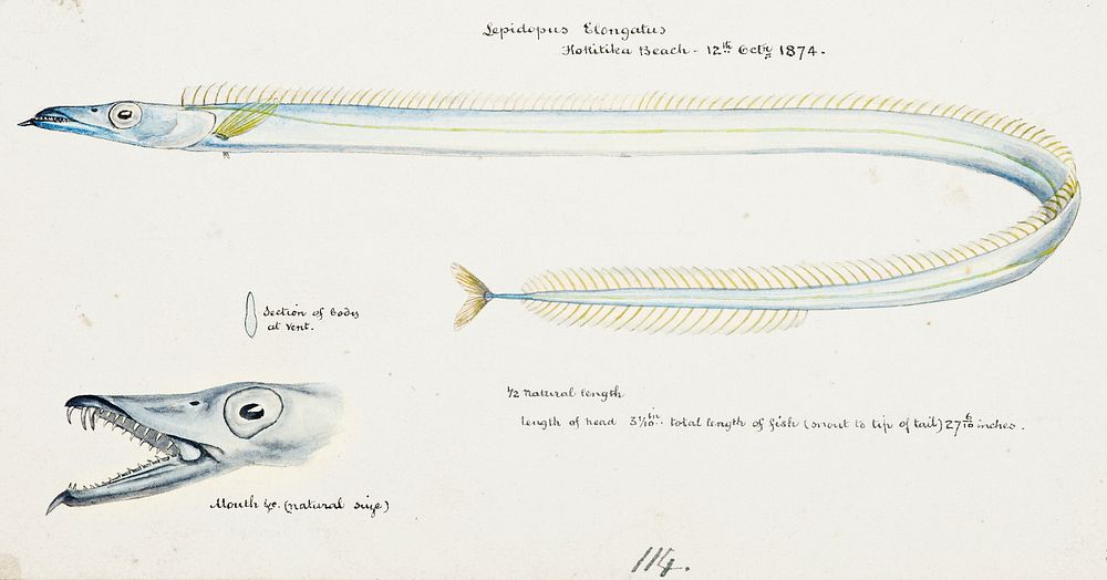 Antique fish Benthodesmus Elongatus drawn by Fe. Clarke (1849-1899). Original from Museum of New Zealand. Digitally enhanced…