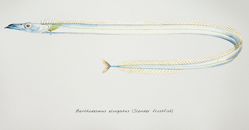 Antique drawing watercolor fish Benthodesmus Elongatus marine life