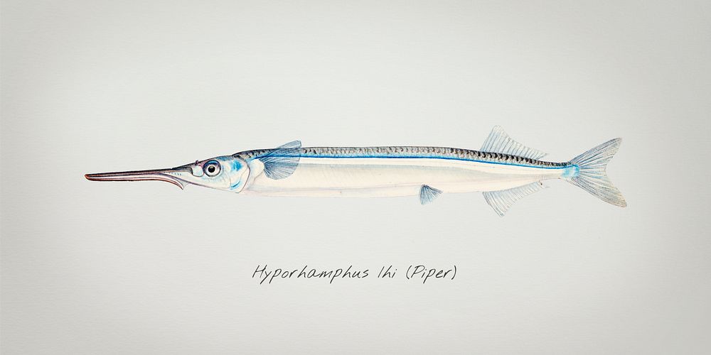Antique drawing watercolor fish Hyporhamphus Melanochir marine life