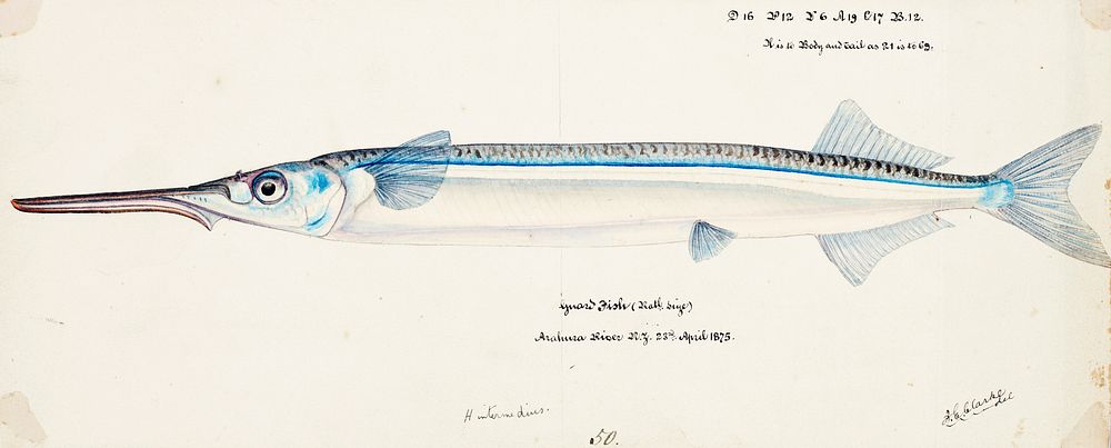 Antique fish Hyporhamphus Melanochir drawn by Fe. Clarke (1849-1899). Original from Museum of New Zealand. Digitally…