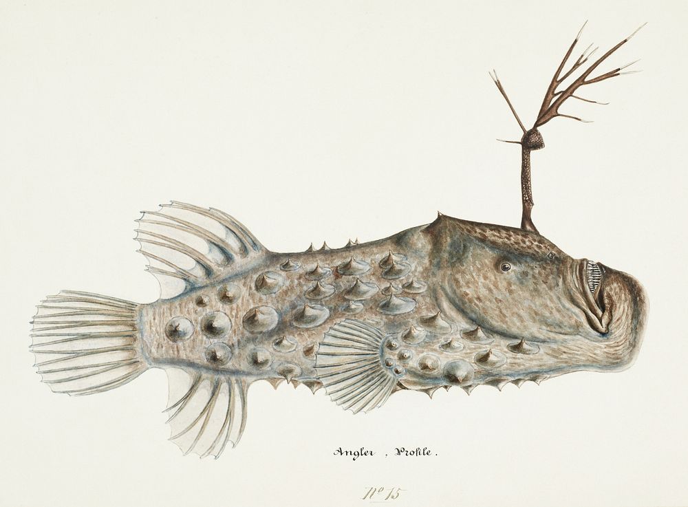 Antique Prickly anglerfish drawn by Fe. Clarke (1849-1899). Original from Museum of New Zealand. Digitally enhanced by…