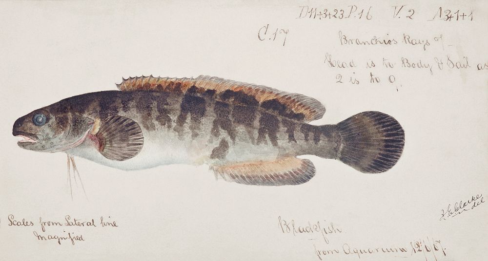 Antique fish bladefish possibly freshwater specimen drawn by Fe. Clarke (1849-1899). Original from Museum of New Zealand.…