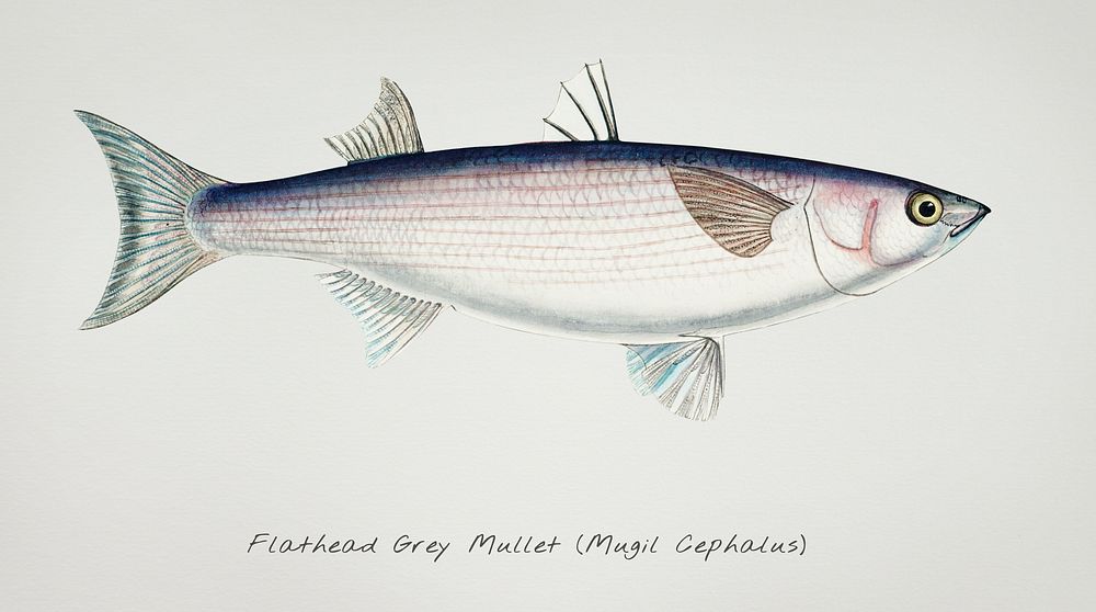 Antique drawing watercolor fish Flathead grey mullet marine life