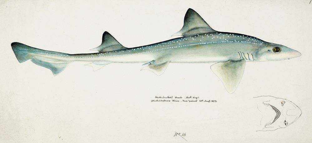Antique fish Mustelus Antarcticus shark drawn by Fe. Clarke (1849-1899). Original from Museum of New Zealand. Digitally…