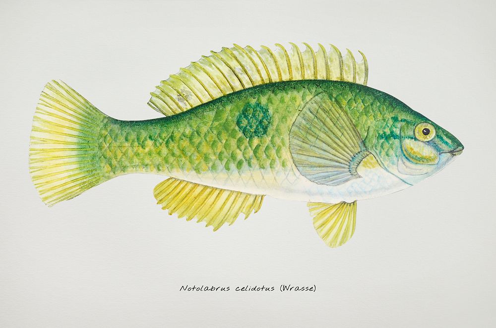 Antique drawing watercolor fish Wrasse marine life