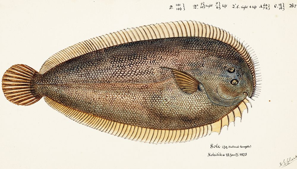Antique fish New Zealand Sole drawn by Fe. Clarke (1849-1899). Original from Museum of New Zealand. Digitally enhanced by…
