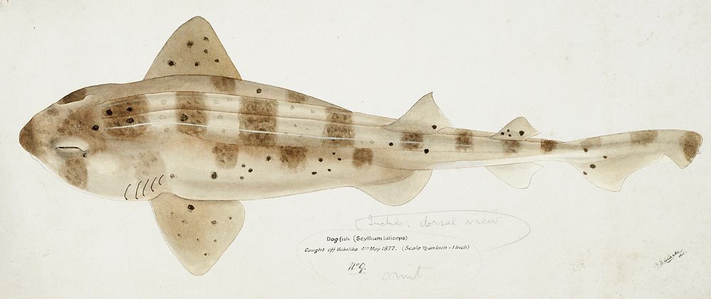 Antique fish Carpet Shark drawn by Fe. Clarke (1849-1899). Original from Museum of New Zealand. Digitally enhanced by…
