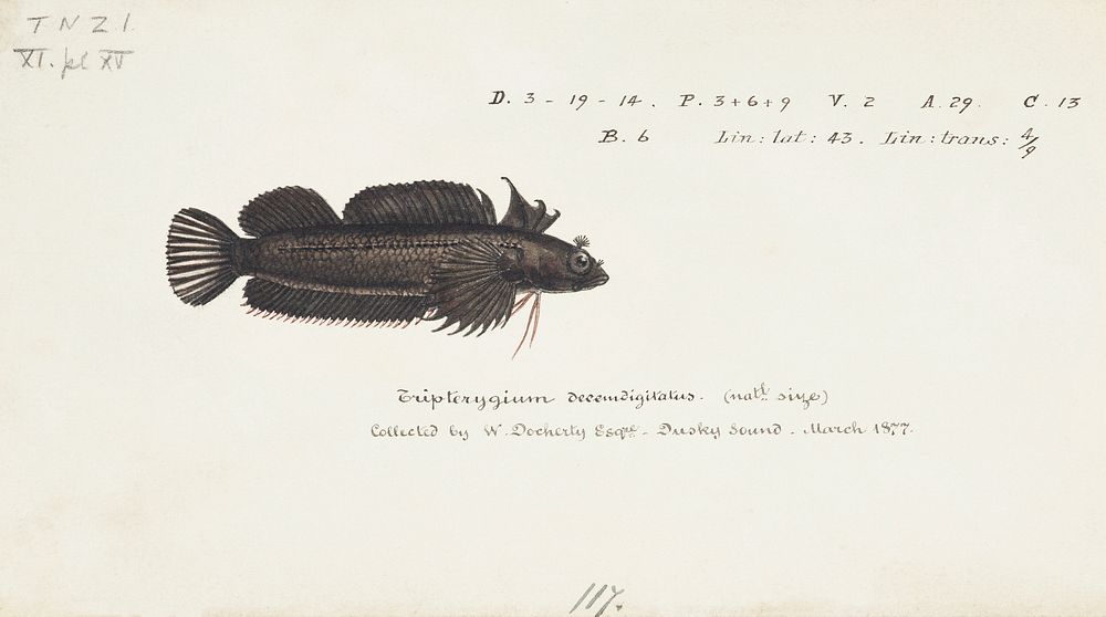 Antique fish Spectacled triplefin drawn by Fe. Clarke (1849-1899). Original from Museum of New Zealand. Digitally enhanced…