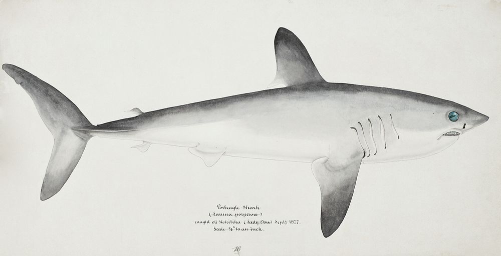 Antique fish Porbeagle Shark drawn by Fe. Clarke (1849-1899). Original from Museum of New Zealand. Digitally enhanced by…
