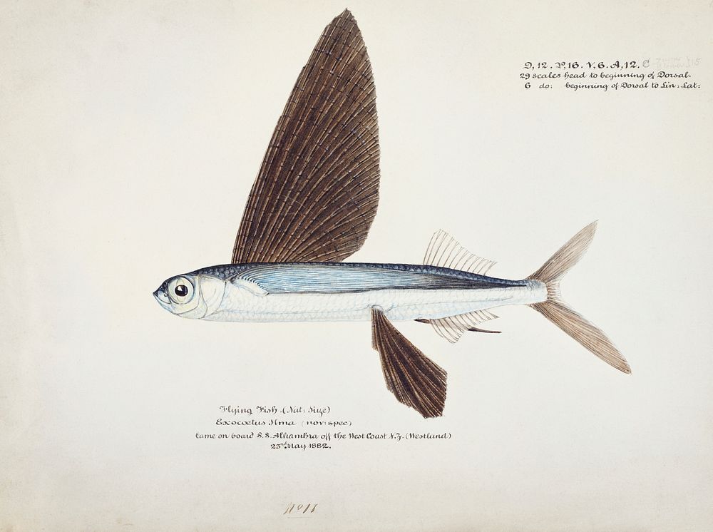 Antique Flyfish drawn by Fe. Clarke (1849-1899). Original from Museum of New Zealand. Digitally enhanced by rawpixel.