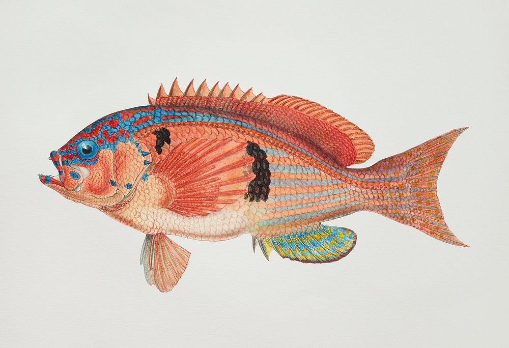 Antique fish caesioperca rasor sea perch illustration drawing