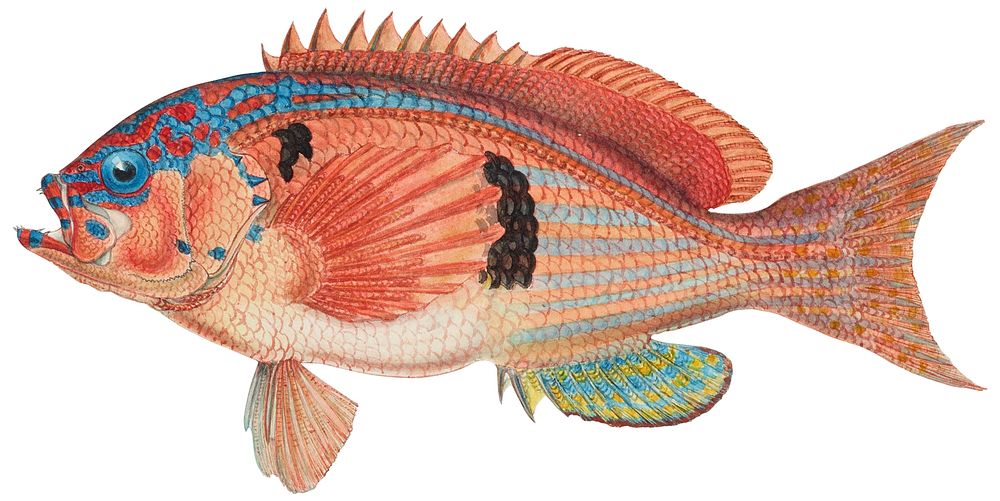 Antique fish caesioperca rasor sea perch illustration drawing