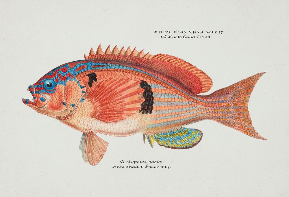 Antique fish caesioperca rasor sea perch drawn by Fe. Clarke (1849-1899). Original from Museum of New Zealand. Digitally…