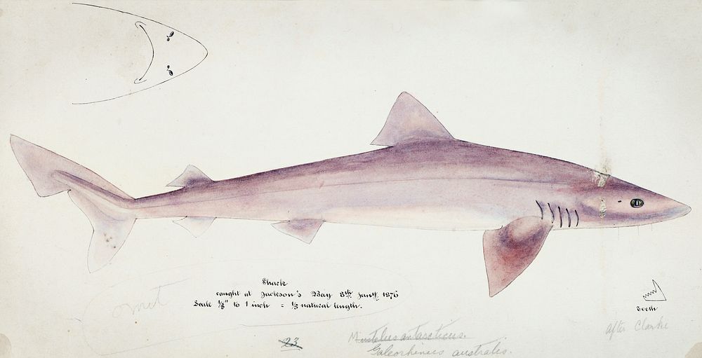 Antique fish Requiem shark drawn by Fe. Clarke (1849-1899). Original from Museum of New Zealand. Digitally enhanced by…