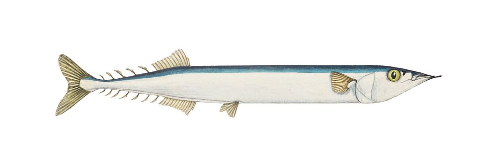 Antique drawing watercolor fish Scomberesox Saurus marine life