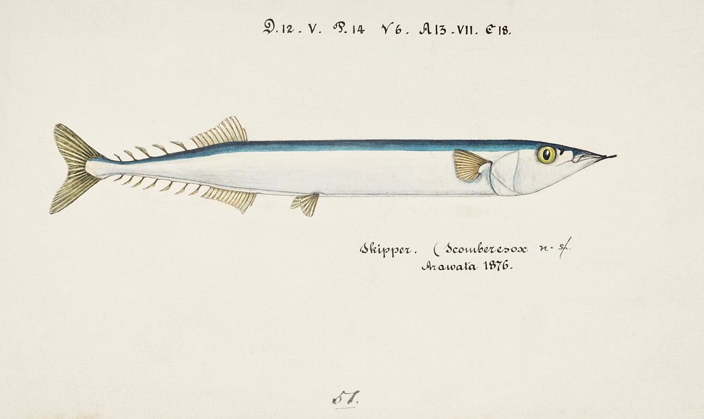 Antique fish Scomberesox Saurus drawn by Fe. Clarke (1849-1899). Original from Museum of New Zealand. Digitally enhanced by…