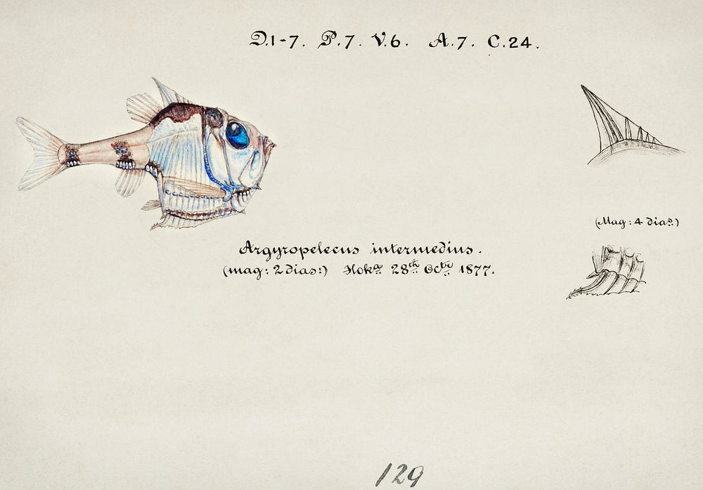 Antique drawing watercolor common hatchetfish marine life. Original from Museum of New Zealand. Digitally enhanced by…