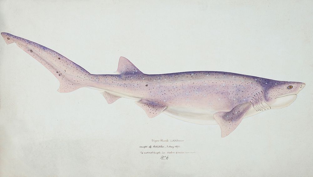 Antique fish Tiger Shark drawn by Fe. Clarke (1849-1899). Original from Museum of New Zealand. Digitally enhanced by…