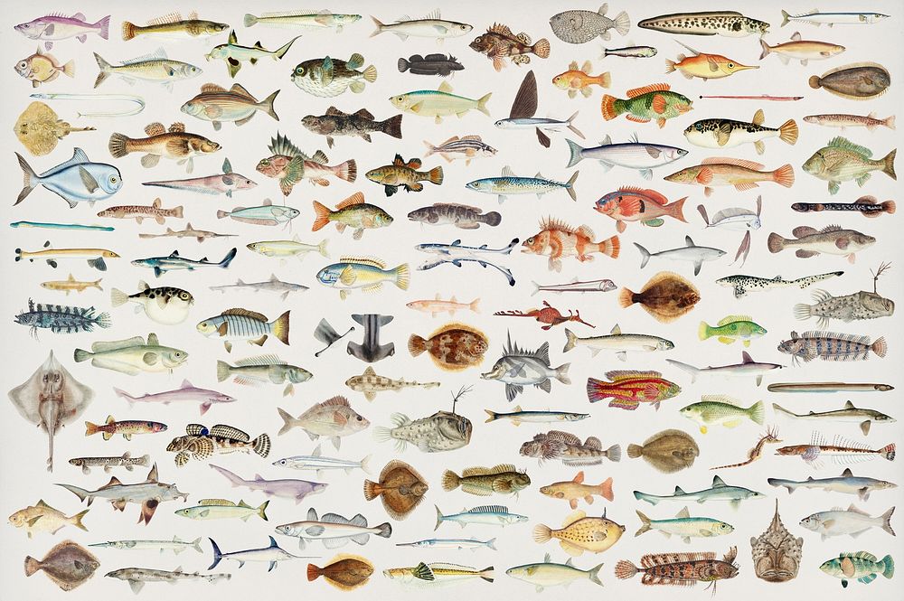 Colorful Southern Pacific fishes found in the works of F.E. Clarke 