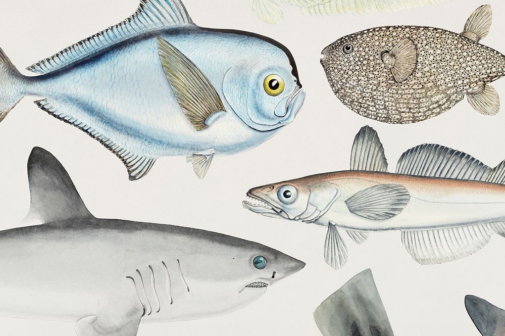 Fascinating fishes of the Pacific Ocean found in the works of F.E. Clarke