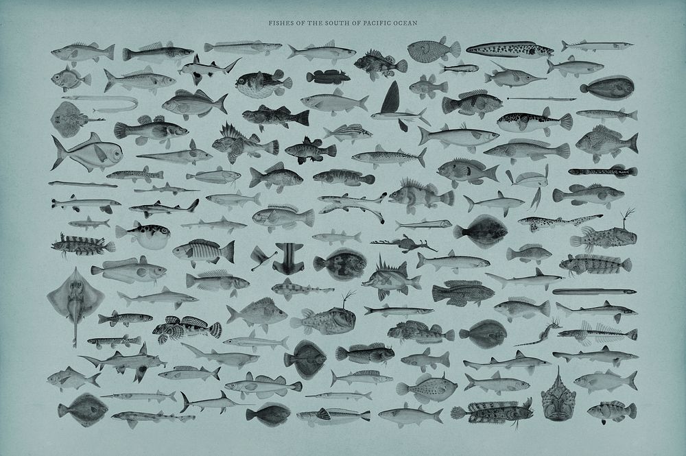 Set of Southern Pacific fish illustrations in black and white found in the works of F.E. Clarke
