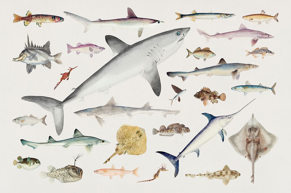 Variety of fishes of the Pacific Ocean 