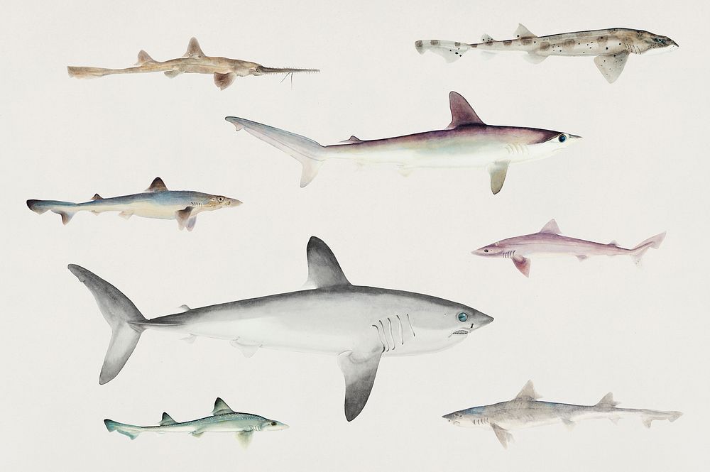 Sharks of the Pacific Ocean illustrated by F.E. Clarke