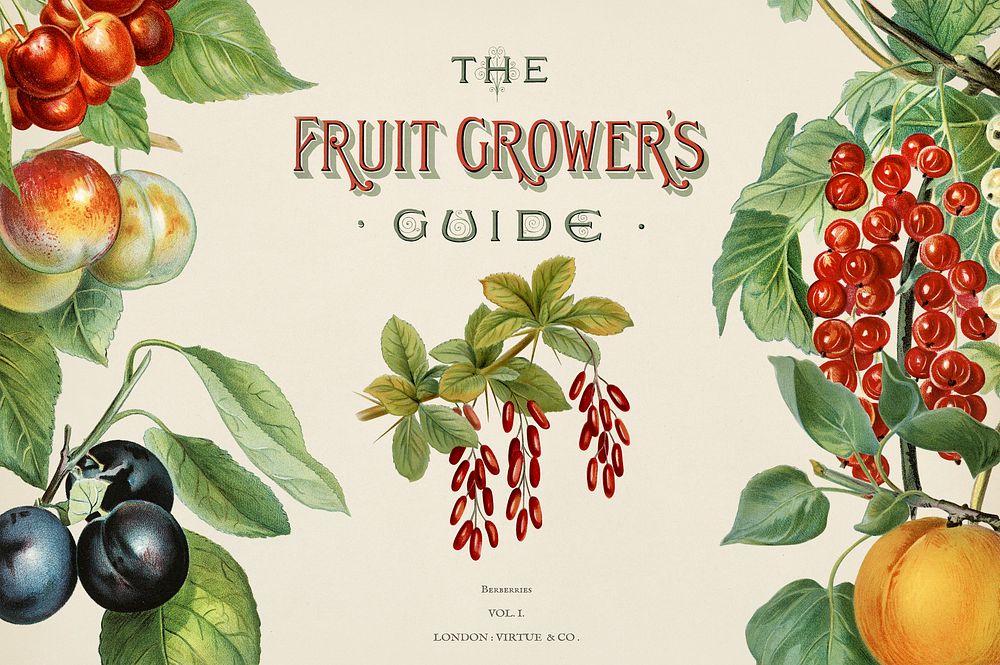 Vintage illustration of fruit grower's digitally enhanced from our own vintage edition of The Fruit Grower's Guide (1891) by…