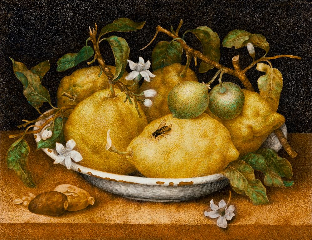 Still Life with Bowl of Citrons painting in high resolution by Giovanna Garzoni (1600-1670). Original from Getty Museum.…