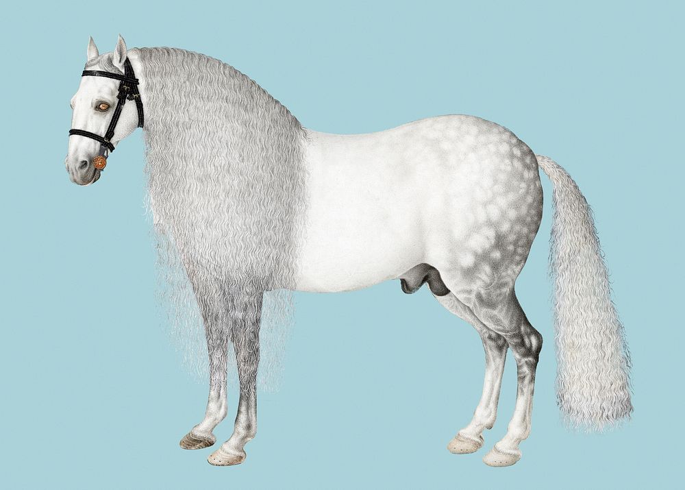 Vintage horse sticker, animal illustration, classic psd collage element