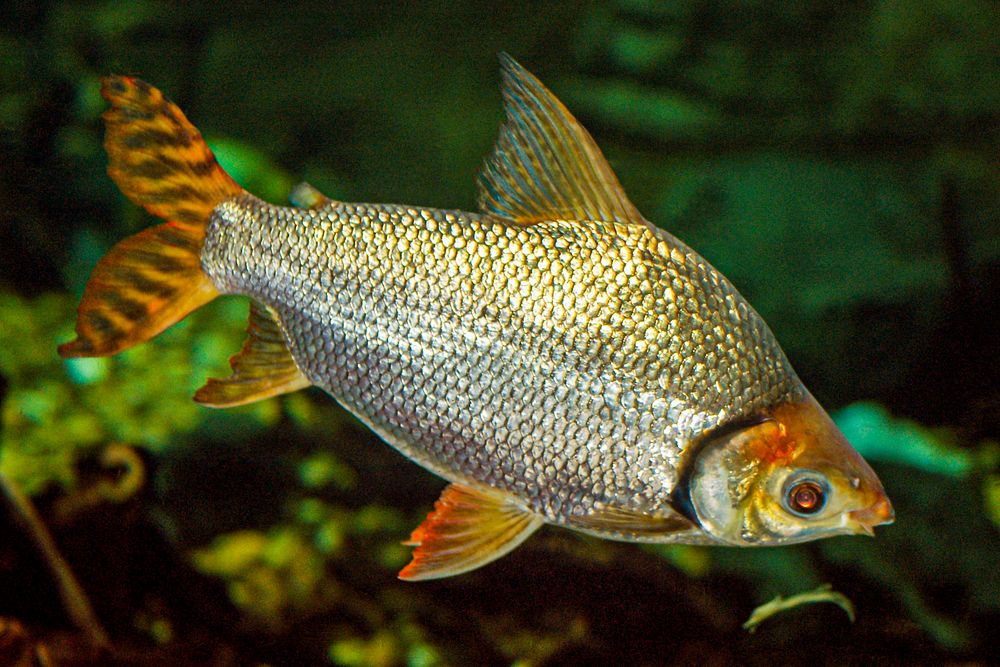 Flagtail Characin (2006) by Christa Carignan. Original from Smithsonian's National Zoo. Digitally enhanced by rawpixel.