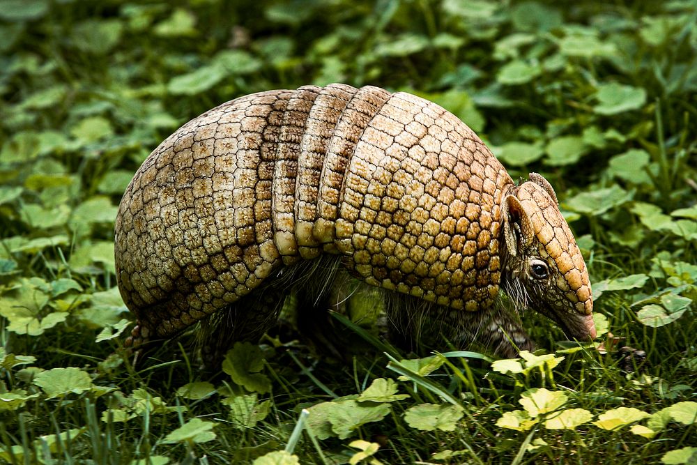 La Plata Three-banded Armadillo (2006) by Jessie Cohen. Original from Smithsonian's National Zoo. Digitally enhanced by…