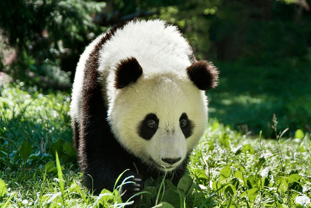 Giant Panda (2006) by Ann Batdorf. Original from Smithsonian's National Zoo. Digitally enhanced by rawpixel.