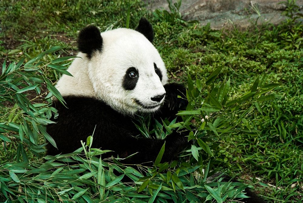 Giant Panda (2007) by Mehgan Murphy. Original from Smithsonian's National Zoo. Digitally enhanced by rawpixel.