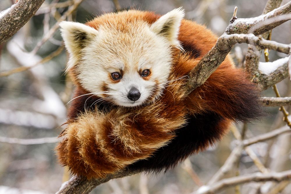 Red Panda (2007) by Mehgan Murphy. Original from Smithsonian's National Zoo. Digitally enhanced by rawpixel.