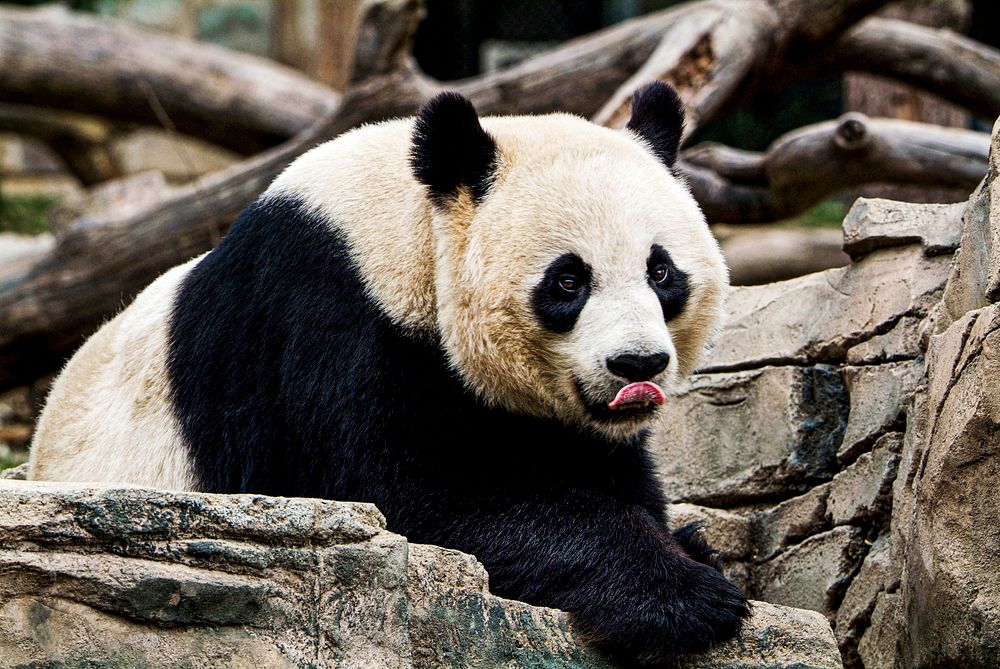 Giant Panda (2007) by Mehgan Murphy. Original from Smithsonian's National Zoo. Digitally enhanced by rawpixel.
